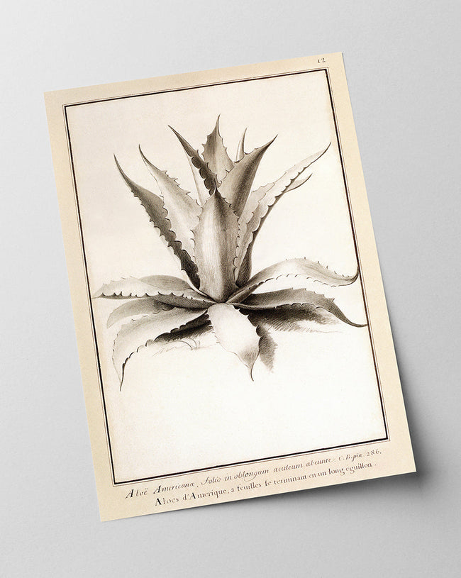 Aloe Americana - Agave Main Image