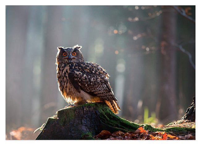 Eule im Wald Hover Image