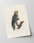 François Levaillant - Paradiesvogel