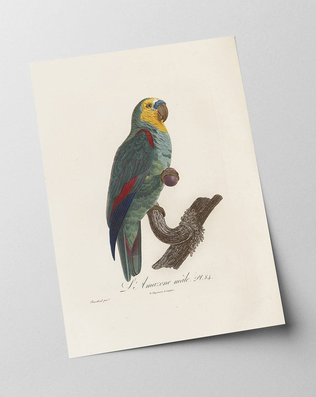 François Levaillant - Paradiesvogel Main Image