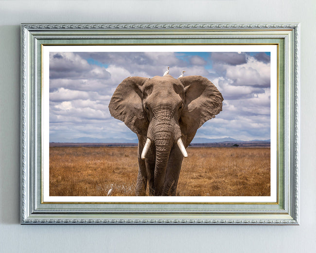 Afrikanischer Elefant Main Image