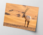 Südafrikanischer Spießbock - Oryx Gazella
