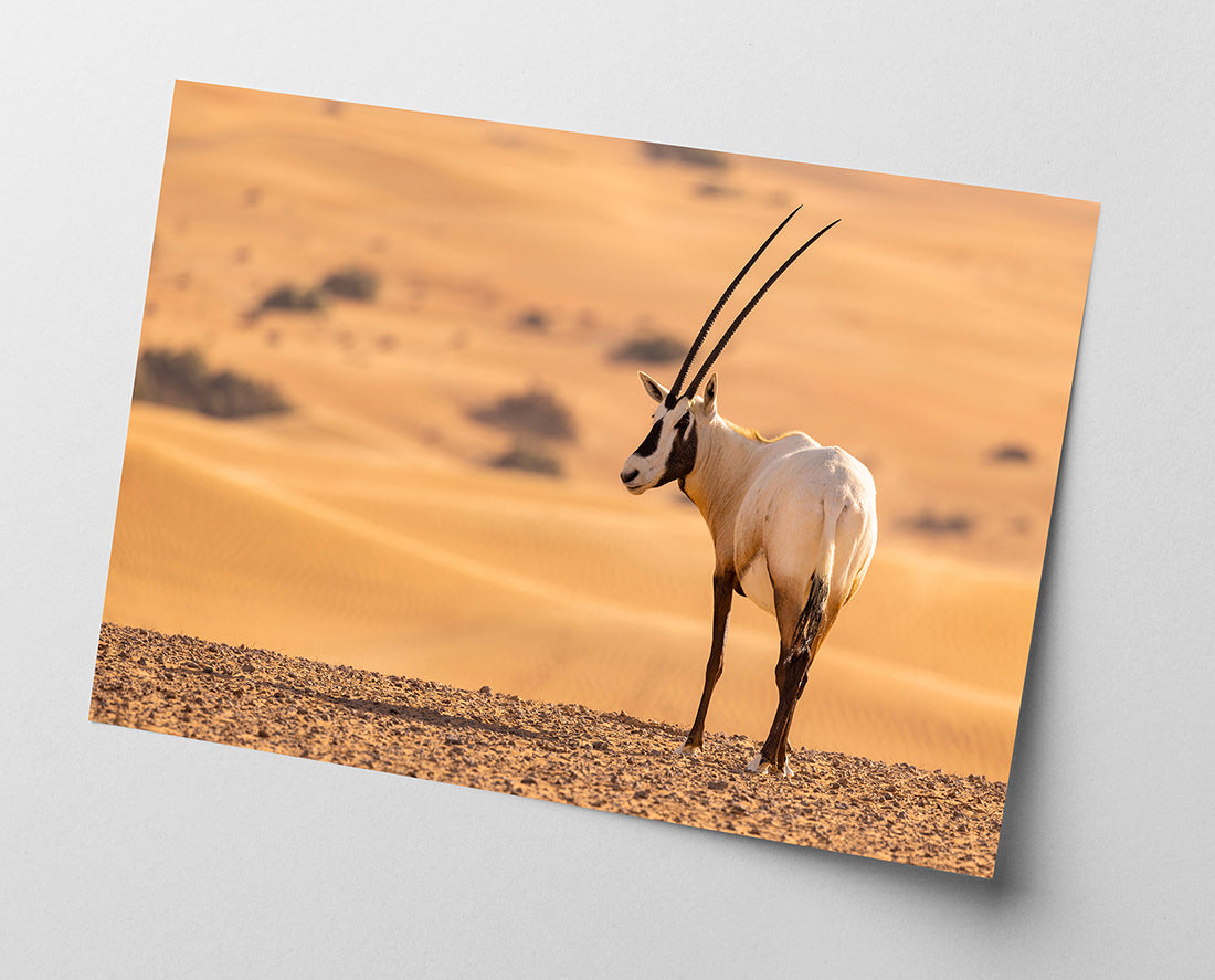 Südafrikanischer Spießbock - Oryx Gazella
