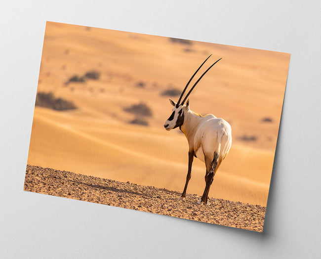 Südafrikanischer Spießbock - Oryx Gazella Main Image