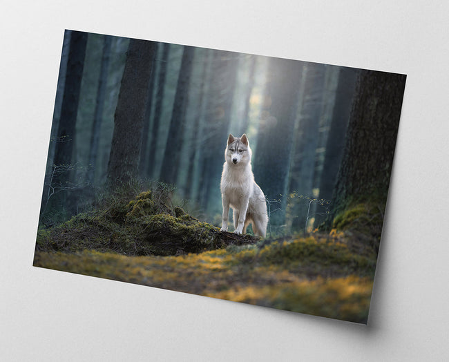 Husky im Wald Main Image