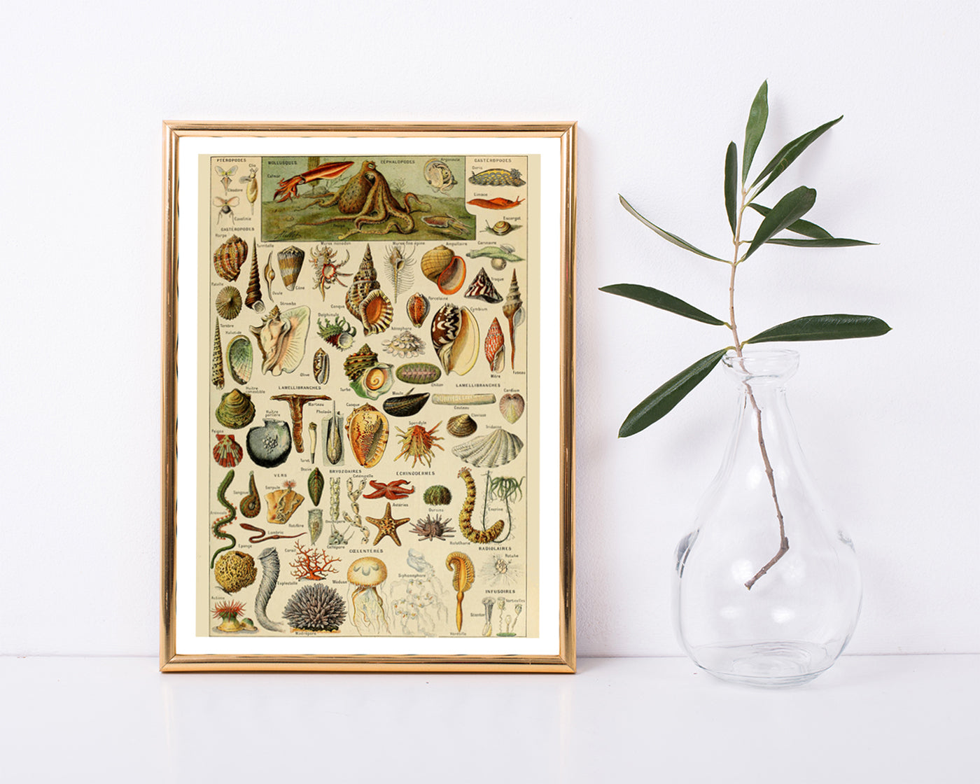 Adolphe Philippe Millot - Muscheln und Schnecken