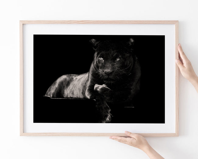 Schwarzer Panther auf schwarzem Hintergrund Main Image