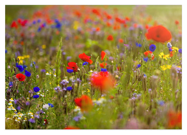 Blumenwiese im Sommer Hover Image