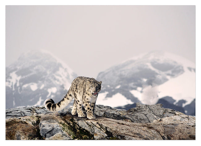 Schneeleopard in den Bergen Hover Image