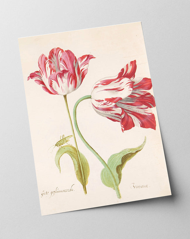 Jacob Marrel - Rot-Weiße Tulpen Main Image