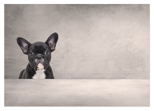 Schwarze französische Bulldogge Hover Image