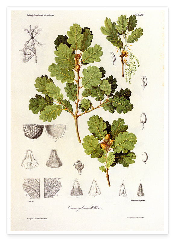 Eichenzweig mit Blättern und Eicheln Hover Image