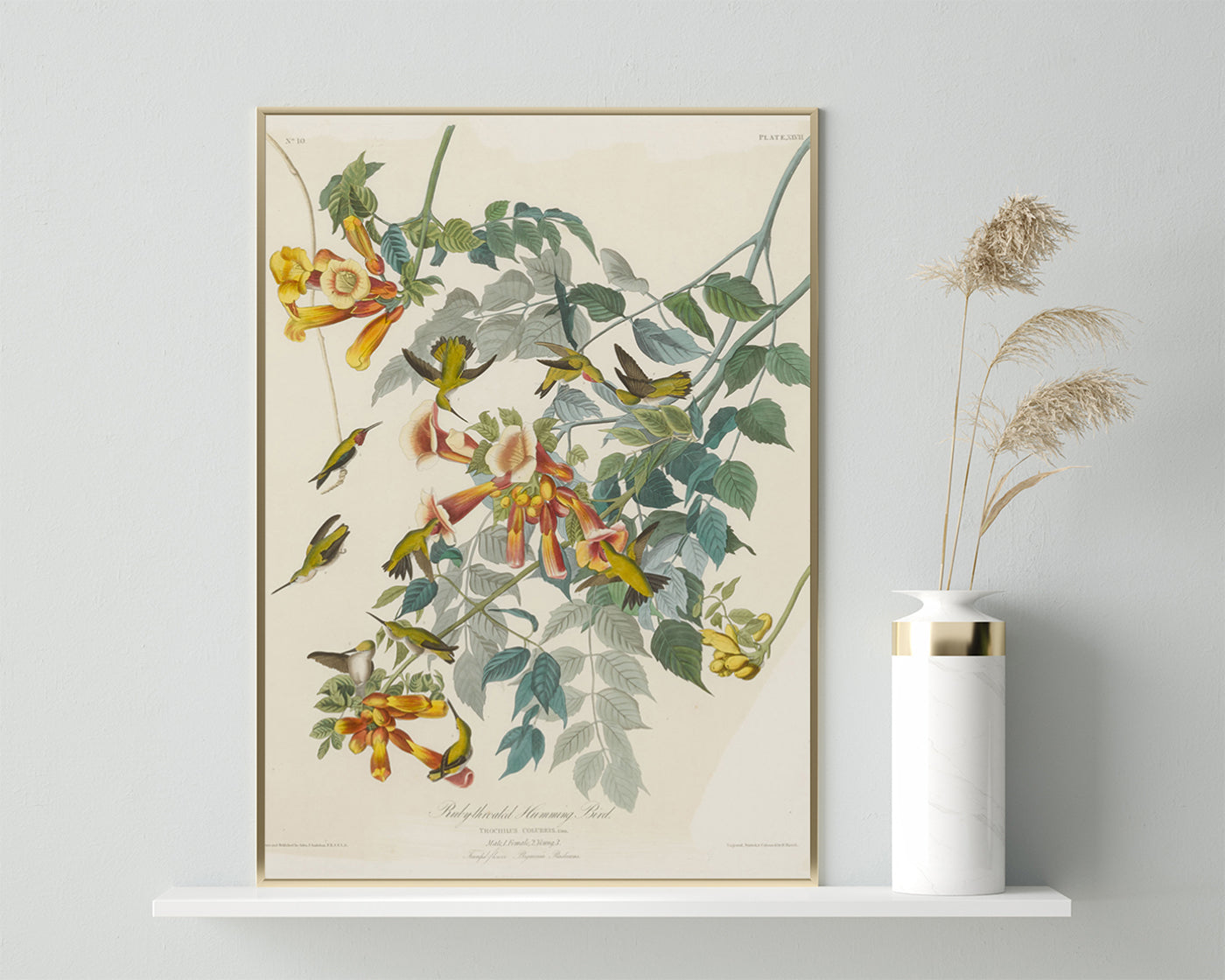 John James Audubon - Kolibris auf Nektarsuche