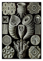 Ernst Haeckel - Kunstformen des Meeres