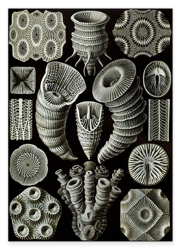 Ernst Haeckel - Kunstformen des Meeres