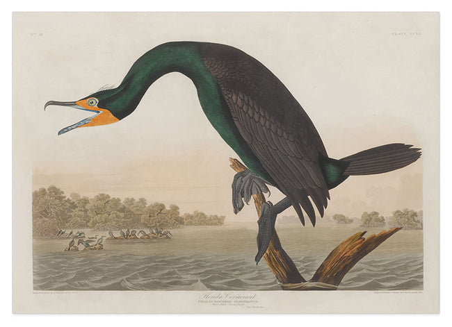 John James Audubon - Smaragdgrüner Wasservogel Hover Image