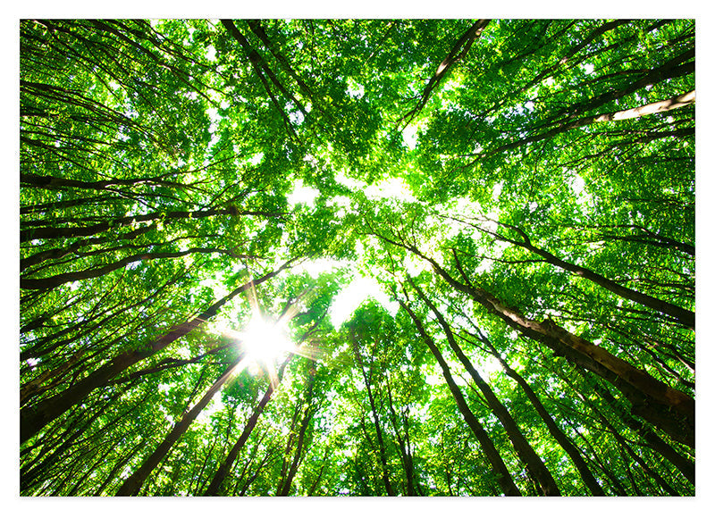 Baumkronen von unten