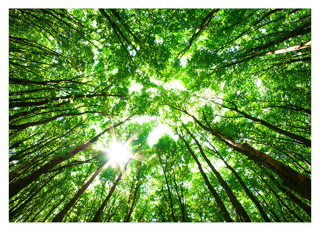 Baumkronen von unten Hover Image