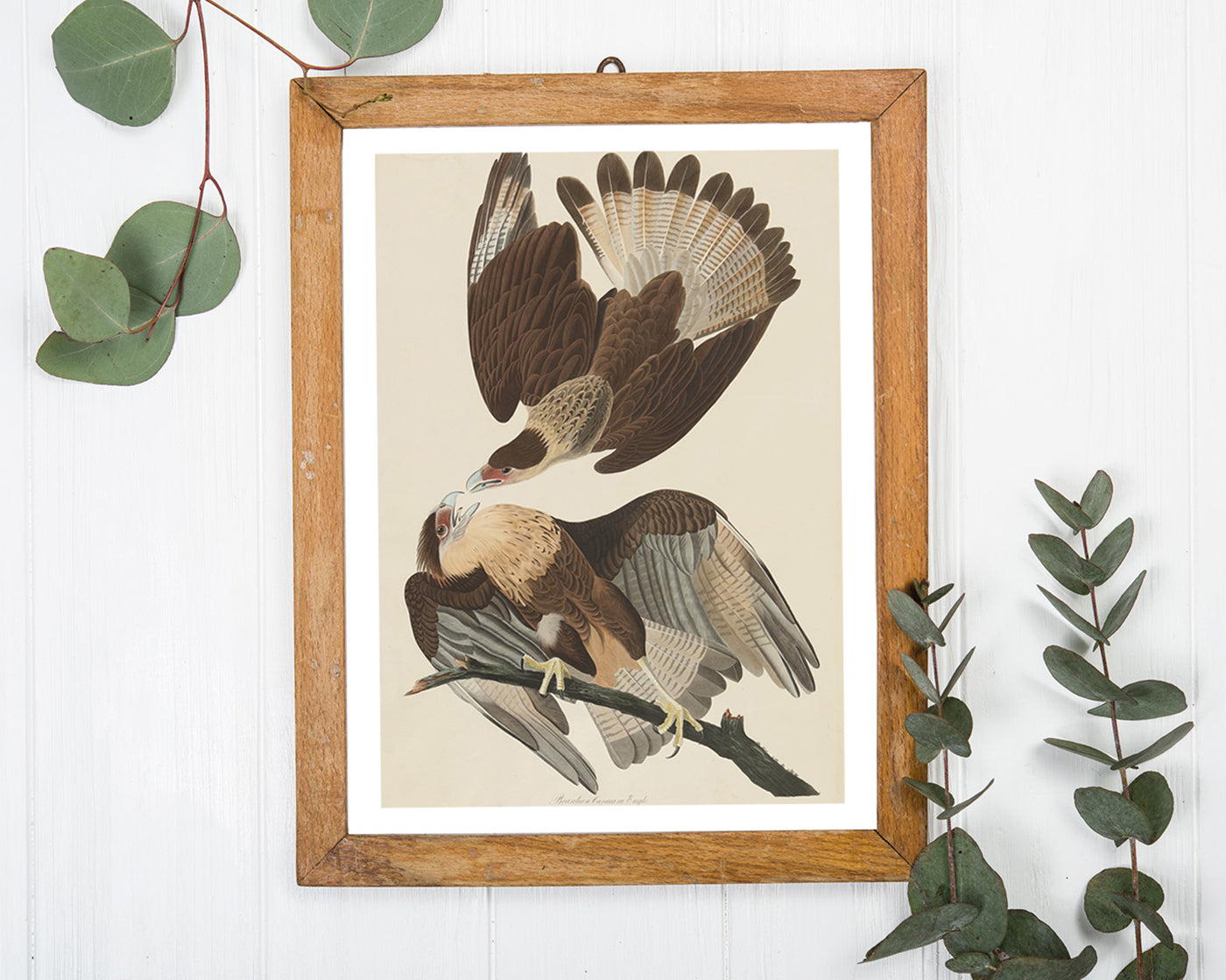 John James Audubon - Zwei Raubvögel