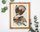 John James Audubon - Zwei Raubvögel