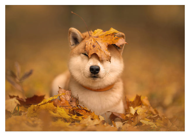 Shiba Inu im Laub Hover Image