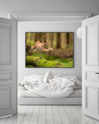 Springendes Luchs-Baby