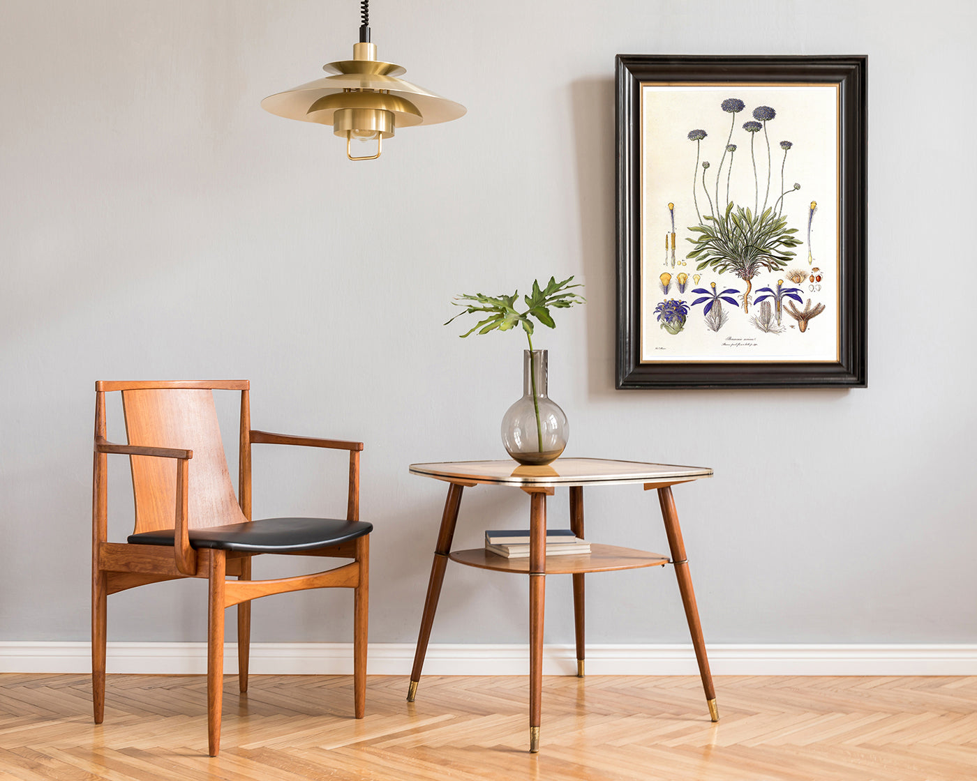 Brunonia Sericea - Lila Blüten