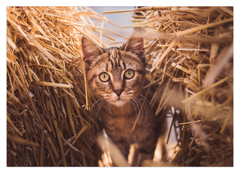 Katze im Stroh