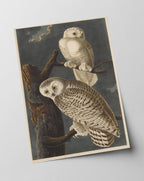 John James Audubon - Weiße Eulen bei Nacht