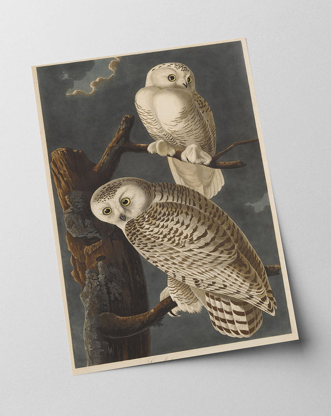 John James Audubon - Weiße Eulen bei Nacht Main Image