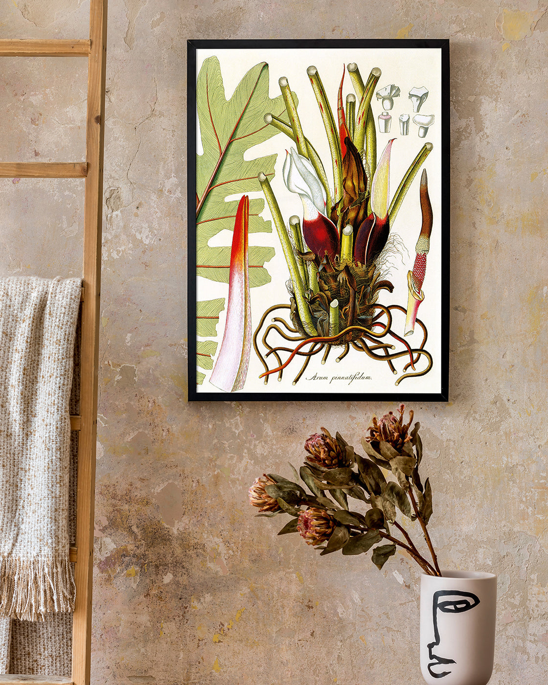 Arum Pinnatifidum - Pflanze mit rot-weißen Blüten