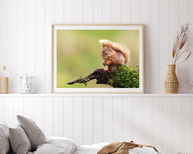 Eichhörnchen Main Image