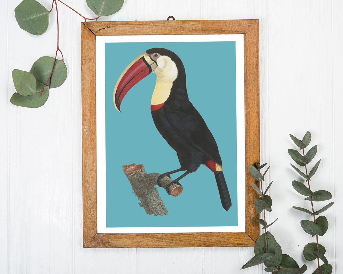 François Levaillant - Tukan auf türkisem Hintergrund