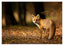 Fuchs im Wald