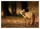 Fuchs im Wald