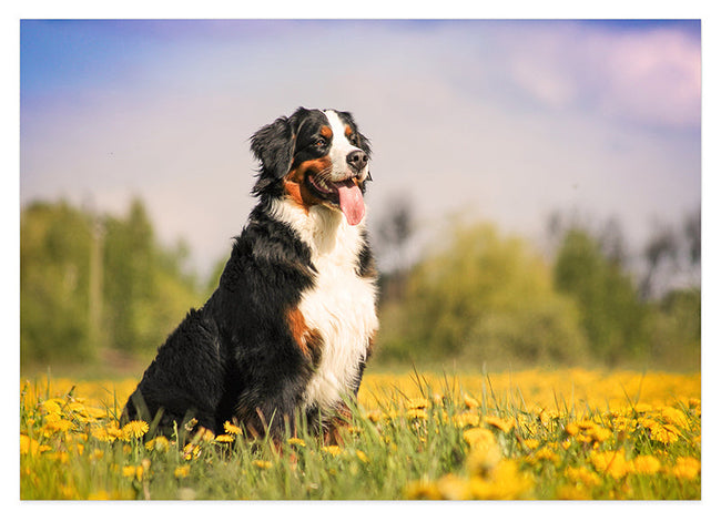 Bernersennen-Hund in Blumenwiese Hover Image