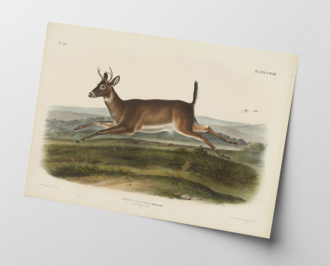 John James Audubon - Rennender Rehbock