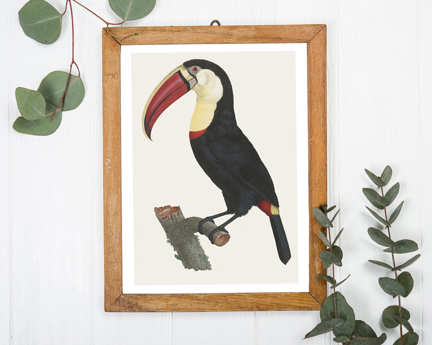 François Levaillant - Tukan Vogel