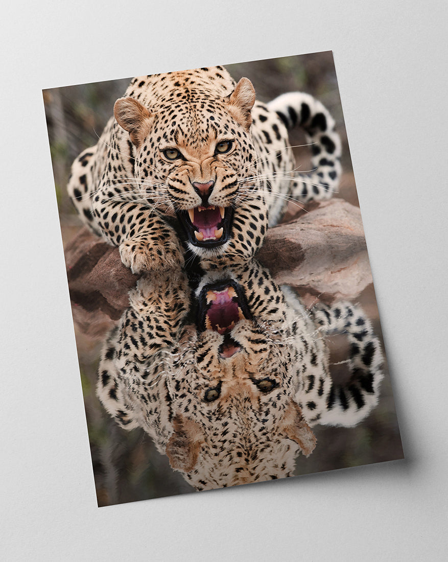 Fauchender Leopard