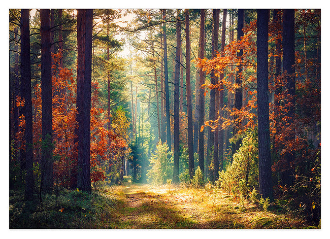 Herbst im Wald Hover Image