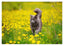 Katze in Blumenwiese