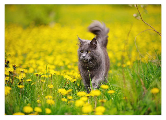 Katze in Blumenwiese Hover Image