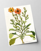 Arctotis Spinulosa - orangene Blüten