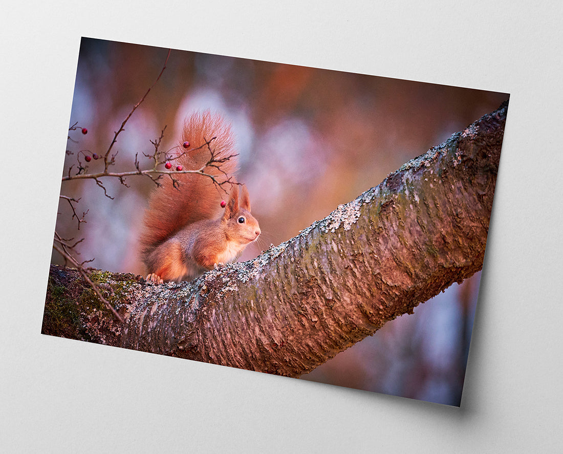 Eichhörnchen auf einem Ast