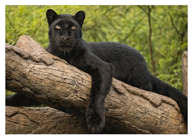 Schwarzer Panther auf einem Baum Hover Image