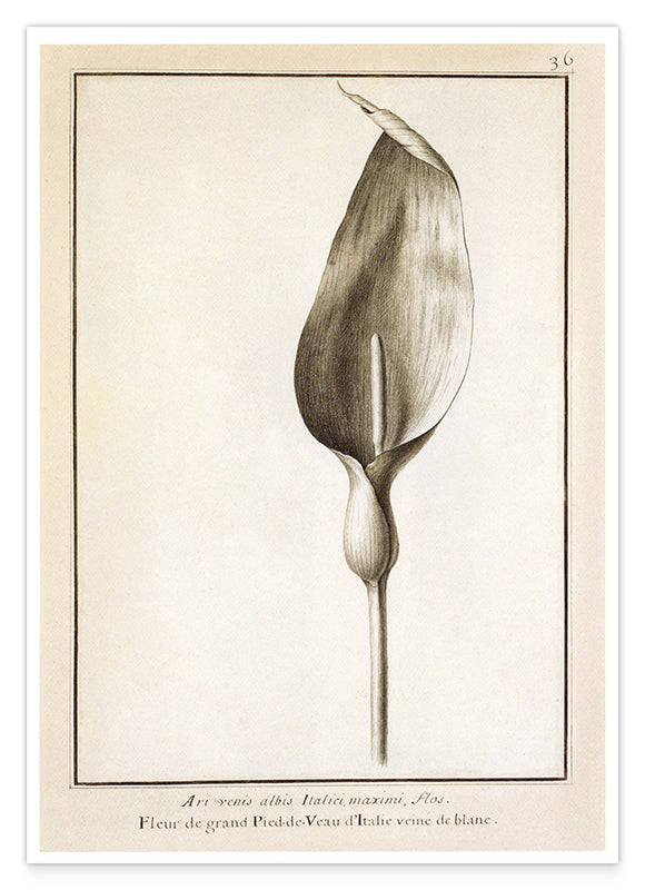 Blütenzeichnung Hover Image