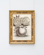 Citrus Aurantium - Zitruspflanze