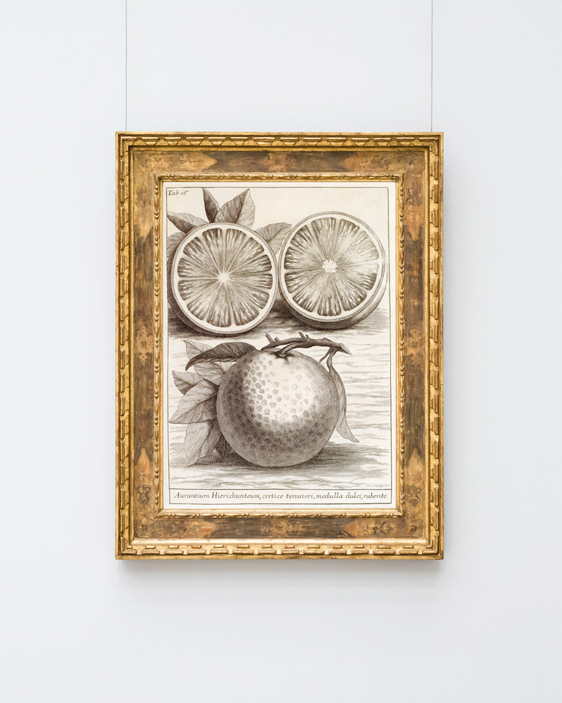 Citrus Aurantium - Zitruspflanze