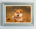 Shiba Inu im Laub