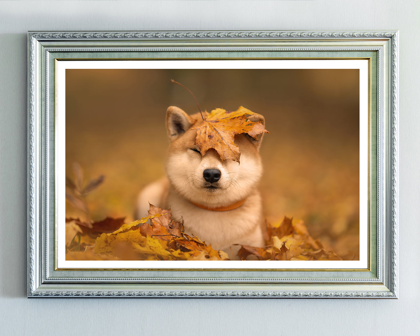 Shiba Inu im Laub